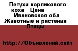 Петухи карликового коха › Цена ­ 1 000 - Ивановская обл. Животные и растения » Птицы   